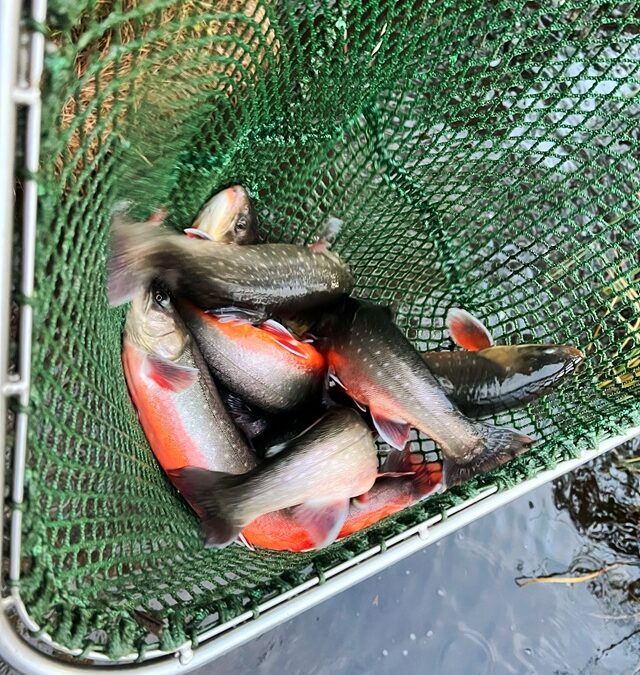 Röding i Sänksjön