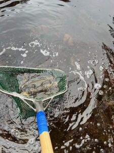 Fiskisättning i Tiveden