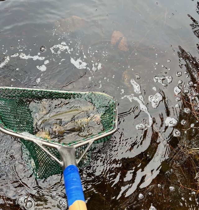 Fiskisättning i Tiveden